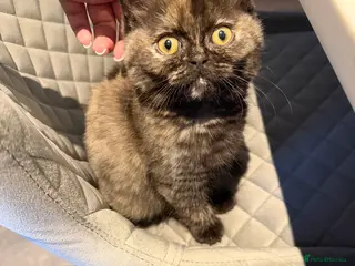 Ragdoll cats Ragdoll x BSH - Advert 1