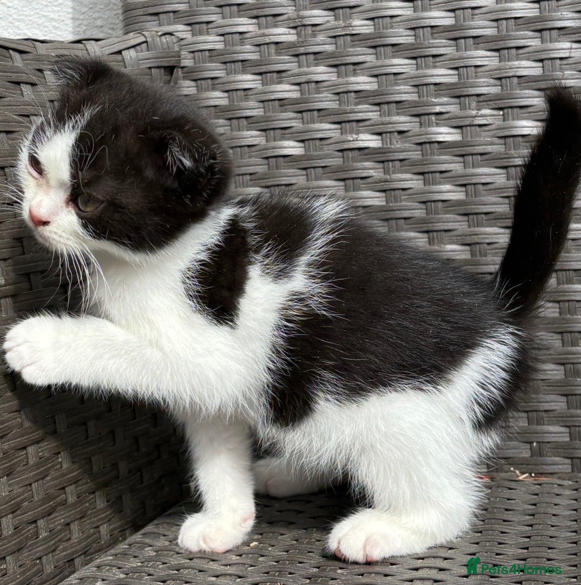 British Shorthair cats British short hair X Scottish fold  - Advert 12