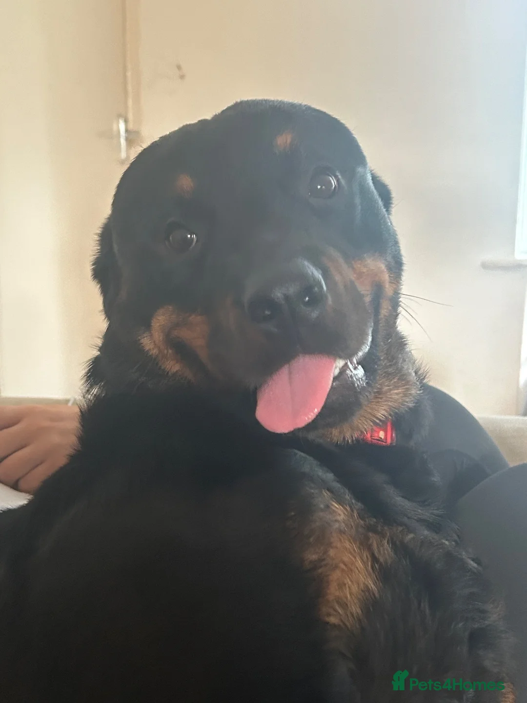 Rottweiler dogs for sale: 4 Year Old Rottweiler Looking for Her Forever Home in Birmingham - Advert 12