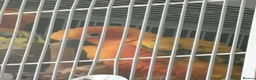 Conures birds for sale: Sun Conure Rehoming!  - Advert 7