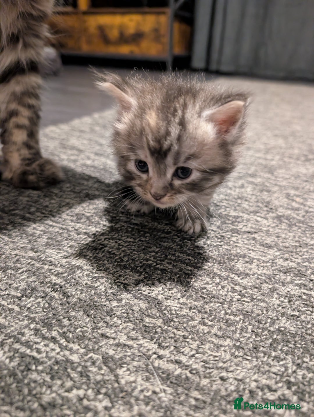 Maine Coon cats for sale: Full Maine coon kittens - Advert 6