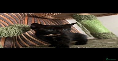 Mixed Breed cats - Advert 8
