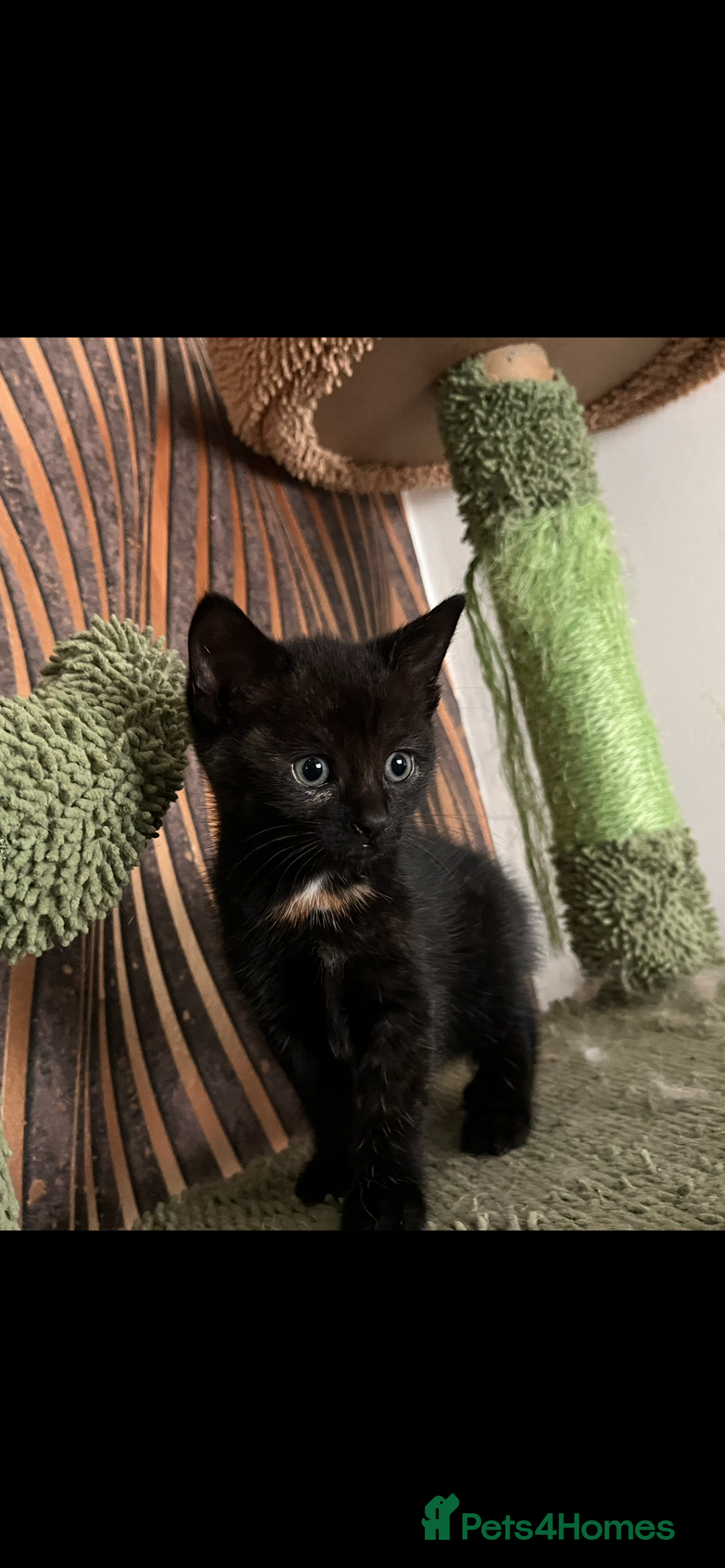 Mixed Breed cats for sale: Mixed breed- Norwegian Forest Cat  - Image 8
