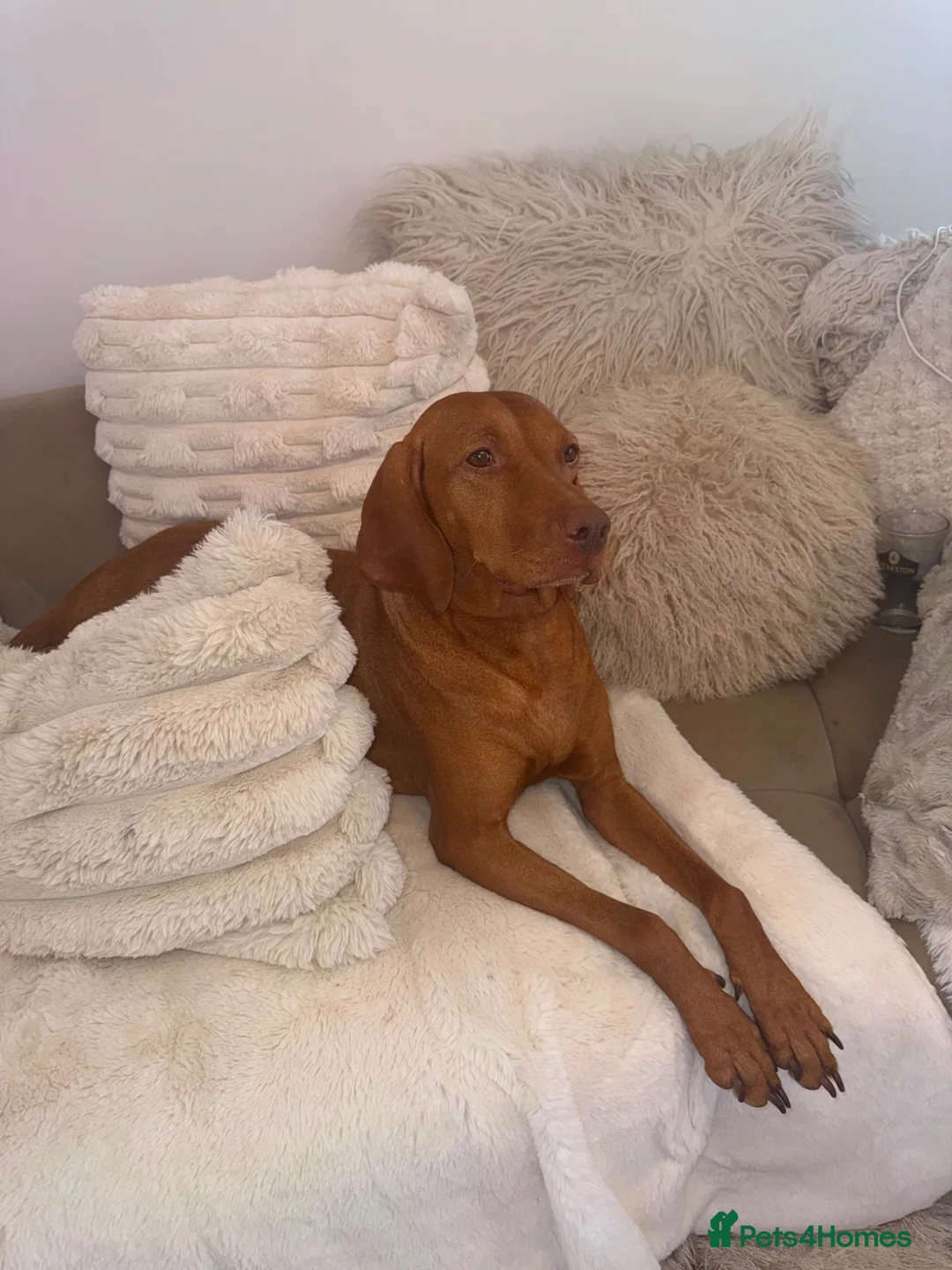 Hungarian Vizsla dogs for sale: KC Hungarian Vizsla Puppies - Advert 2