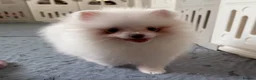 Pomeranian dogs for sale: Tiny White snow Pomeranian Puppies  - Advert 29