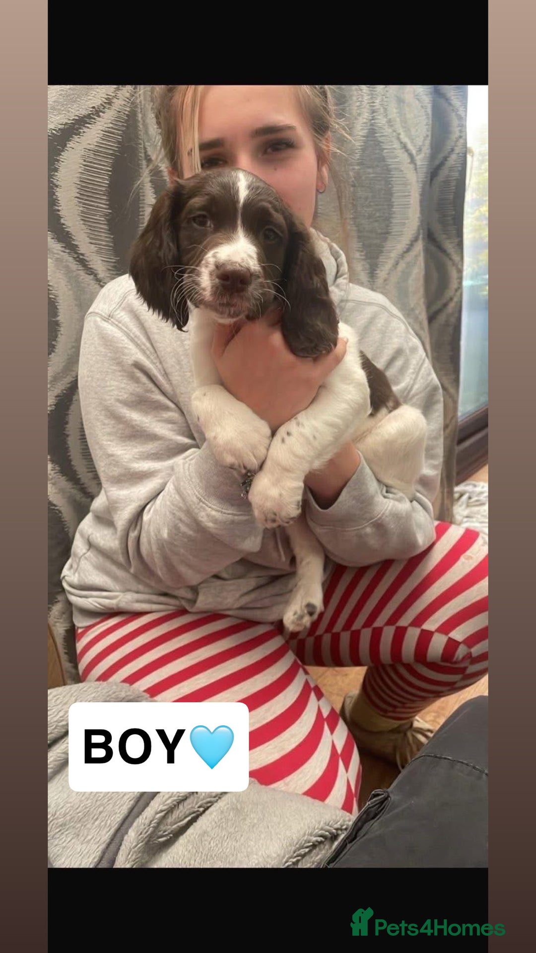 Sprocker dogs for sale: Sprocker X Springer Puppies  - Advert 2
