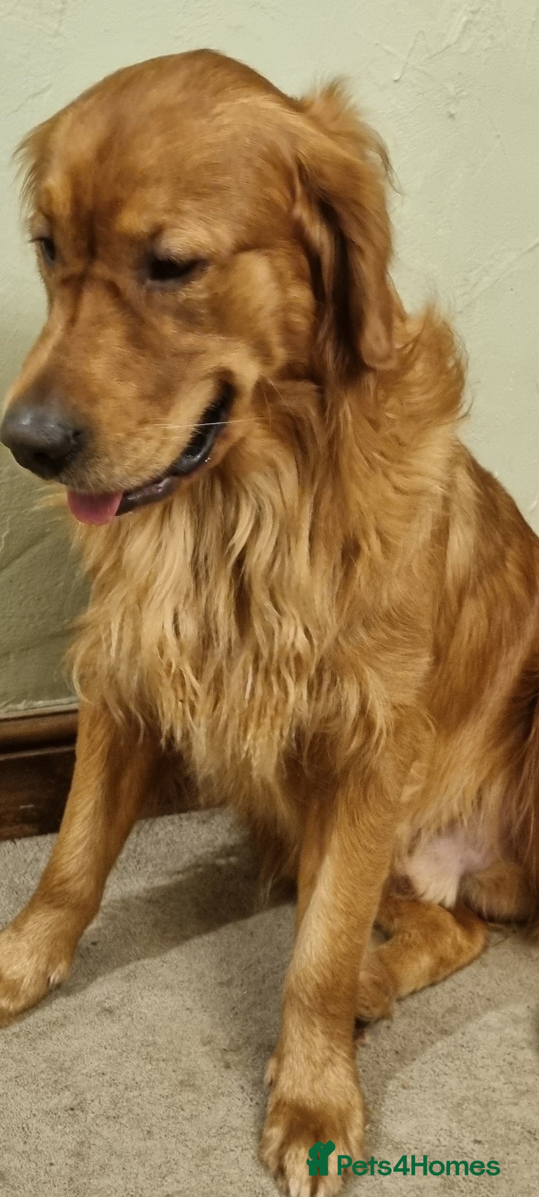 Mixed Breed dogs for sale: Ready for our forever homes - Advert 14