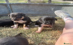 Mixed Breed dogs for sale: Beautiful Huntaway x Collie pups  - Image 31