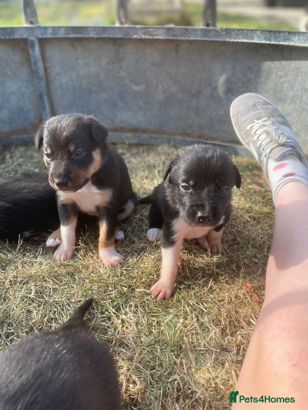 Mixed Breed dogs for sale: Beautiful Huntaway x Collie pups  - Image 31