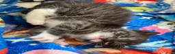 British Longhair cats for sale: 2 Beautiful Girls - Advert 6