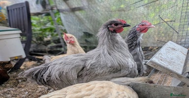 Chickens poultry - Advert 6