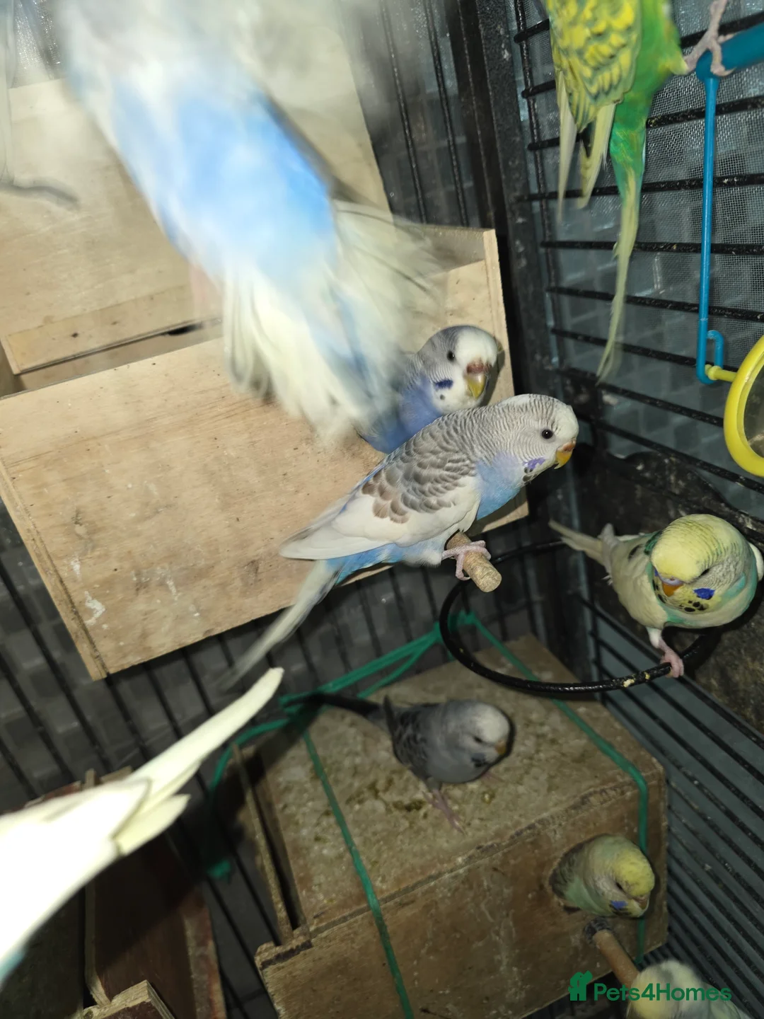 Budgerigars birds for sale: Budgies for sale - Advert 20
