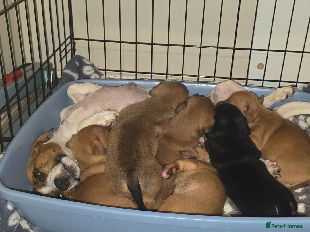 Jack Russell dogs for sale: Jack Russell puppy  - Image 21