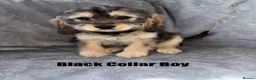 Cockapoo dogs for sale: F1 Cockapoo Puppies READY TO LEAVE - Advert 3