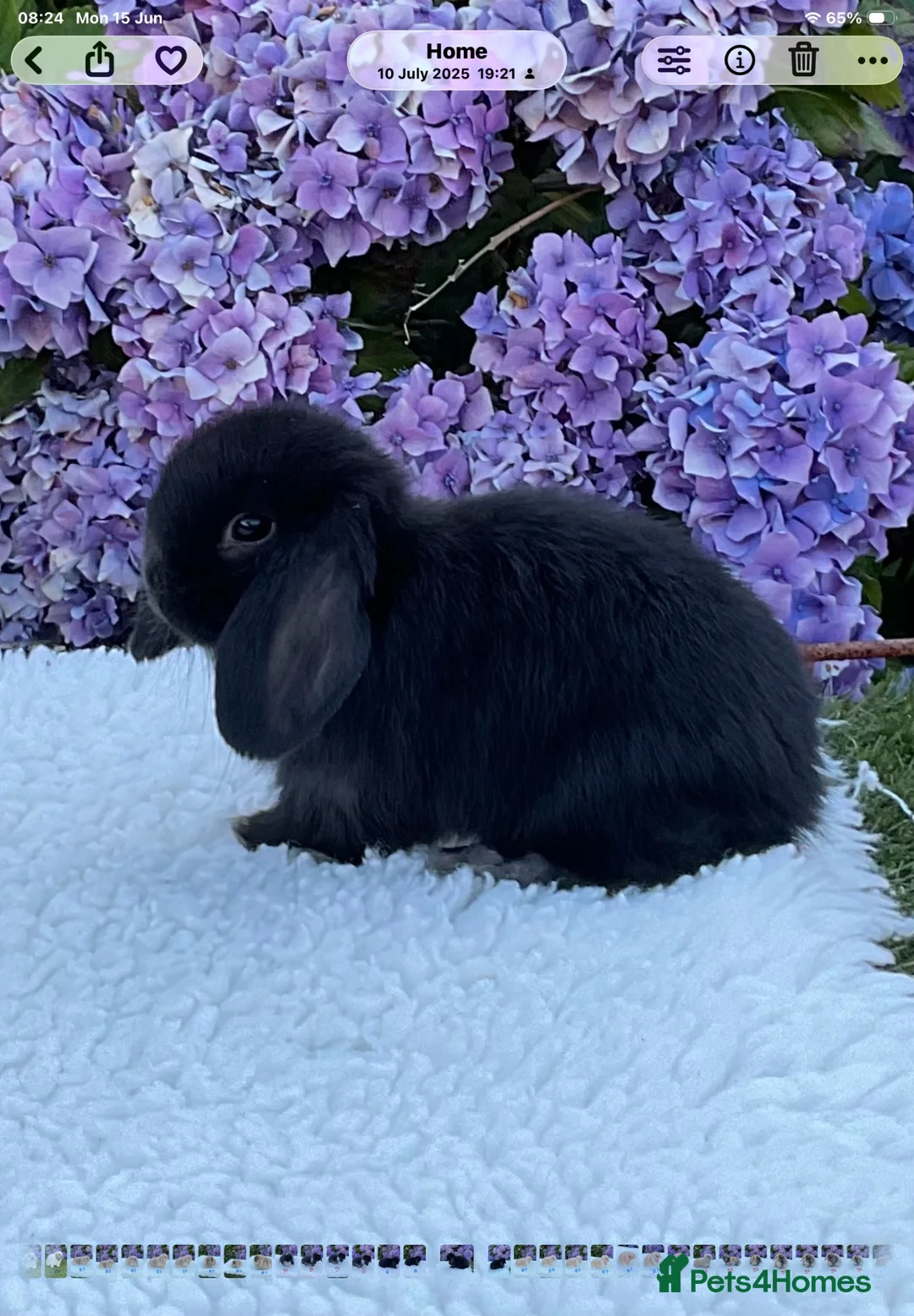 Mini Lop rabbits for sale: Pure bred mini lops baby rabbits both now sold . - Advert 5