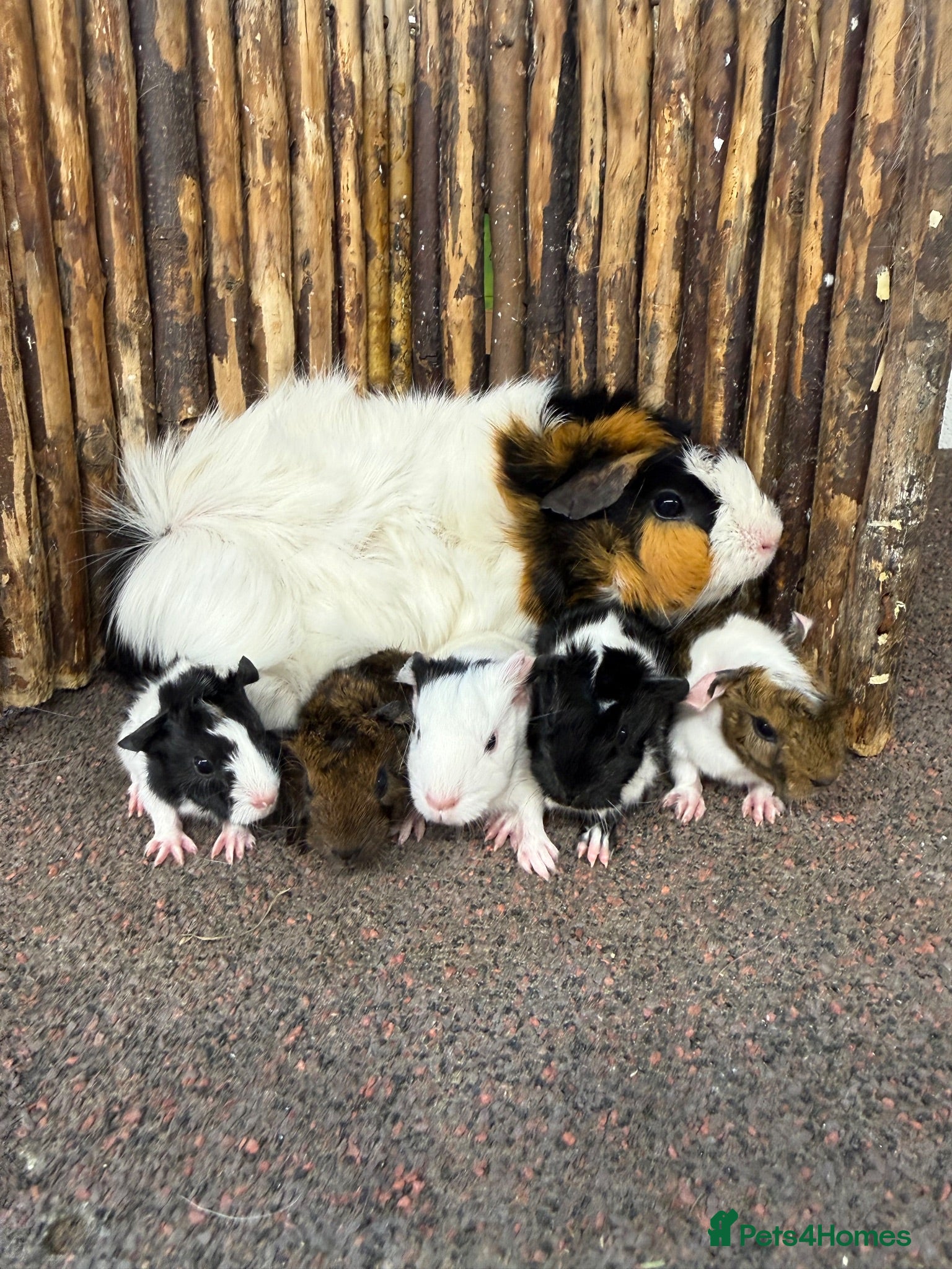 Guinea Pig rodents Baby Guinea pigs  - Advert 12