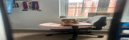 Cockapoo dogs for sale: 🐾 6-Month-Old Female Cockapoo in Swansea - Advert 4