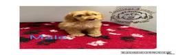 Cockapoo dogs for sale: F1 miniature cockapoos  - Advert 6