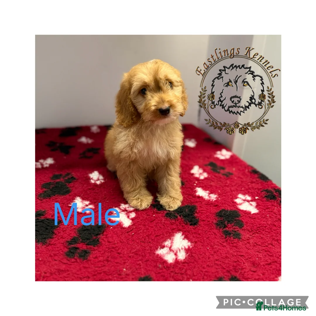 Cockapoo dogs for sale: F1 miniature cockapoos  - Advert 6