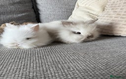 Lionhead rabbits for sale: Lion head  8weeks old  in Swadlincote - Image 7