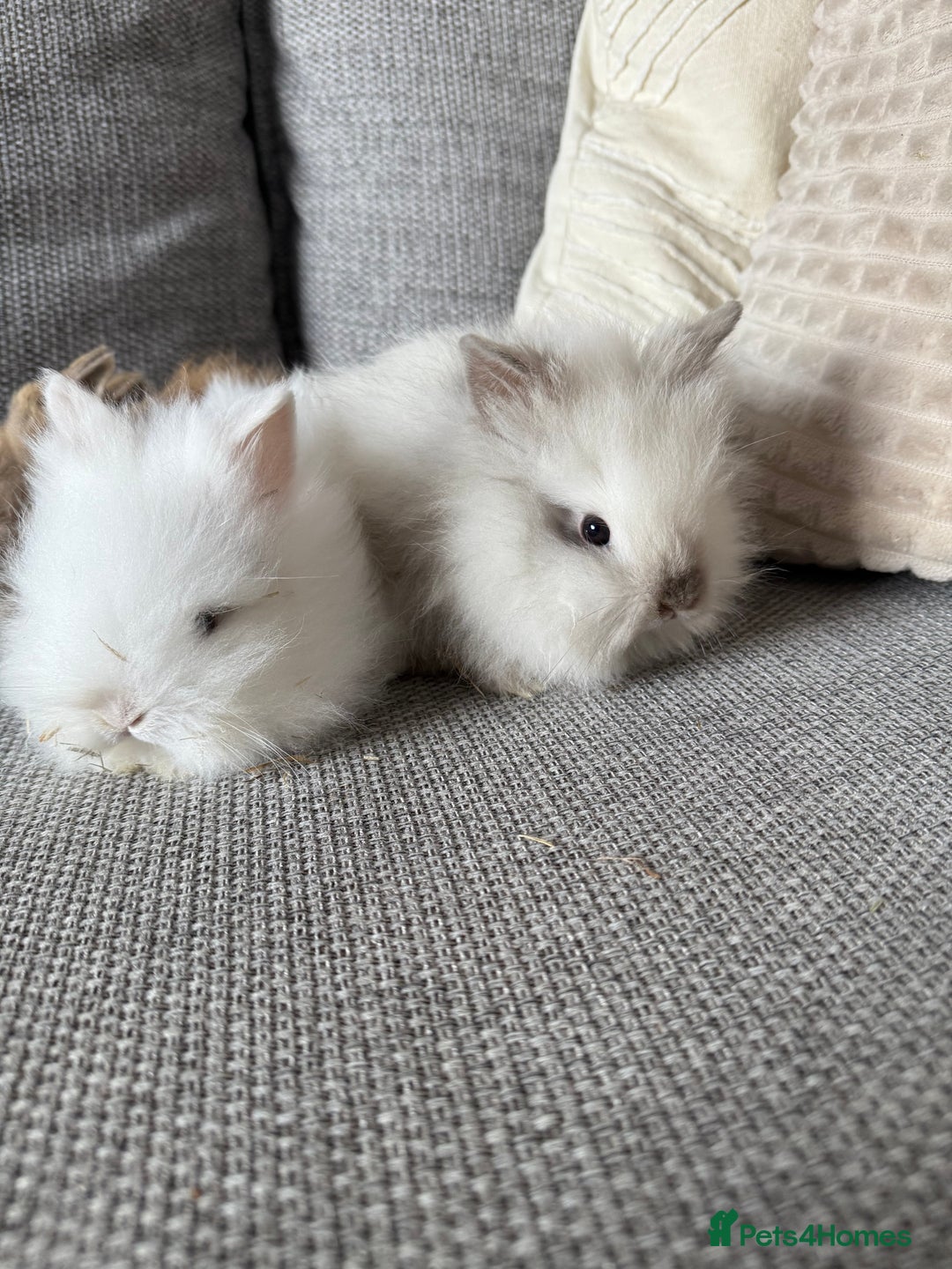 Lionhead rabbits for sale: Lion head  8weeks old  in Swadlincote - Image 7