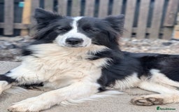Border Collie dogs for stud: Looking for a stud for February  - Image 7