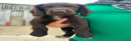 Cocker Spaniel dogs for sale: Cocker spaniel pups - READY NOW  in Whitby - Advert 12