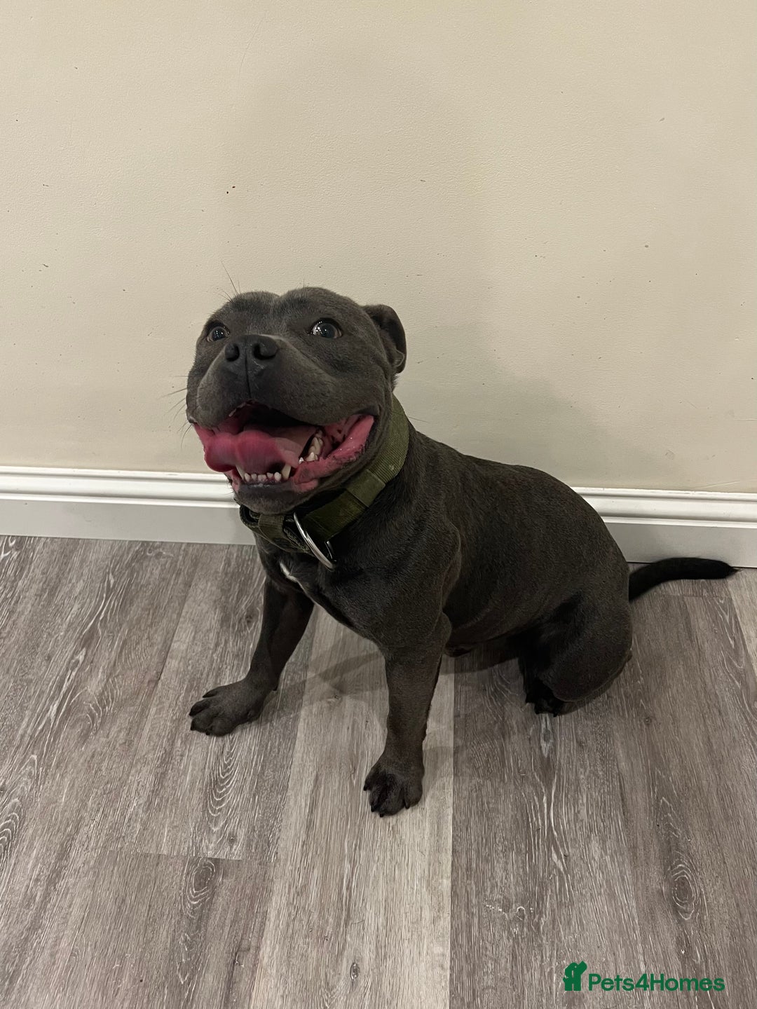 Staffordshire Bull Terrier dogs for sale: Stunning Blue staffy KC Registered Bullscaff Pups - Image 26