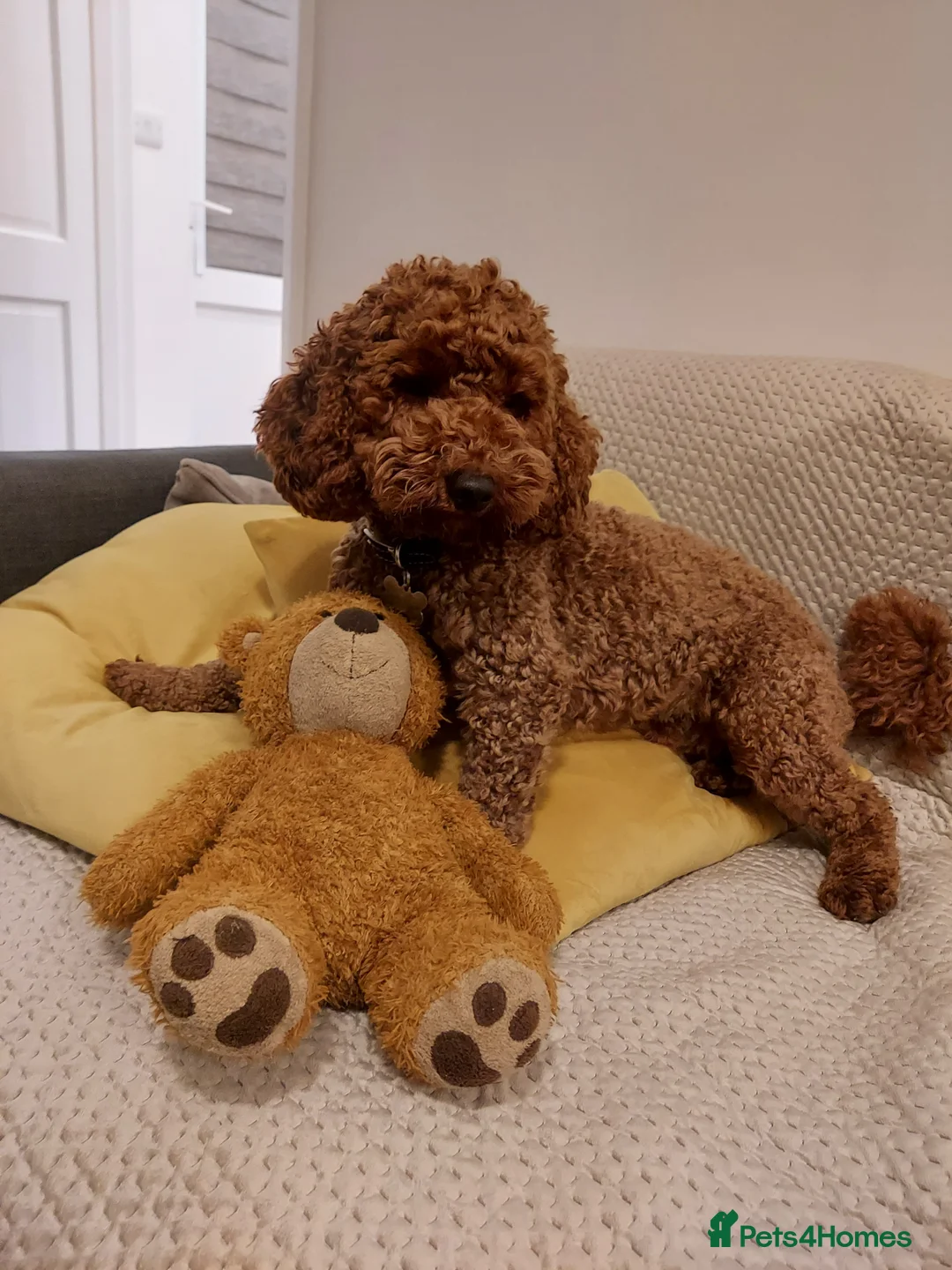 Miniature Poodle dogs for stud: PROVEN Miniature Poodle Stud - Champion Lines KC in Orpington - Advert 5