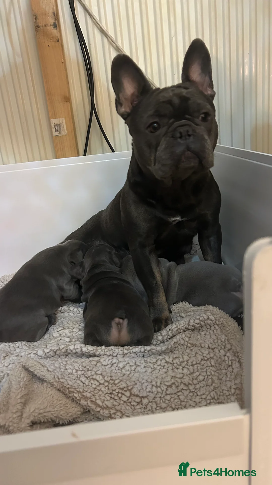 French Bulldog dogs for sale: Playful snuggly Puppies  - Advert 8