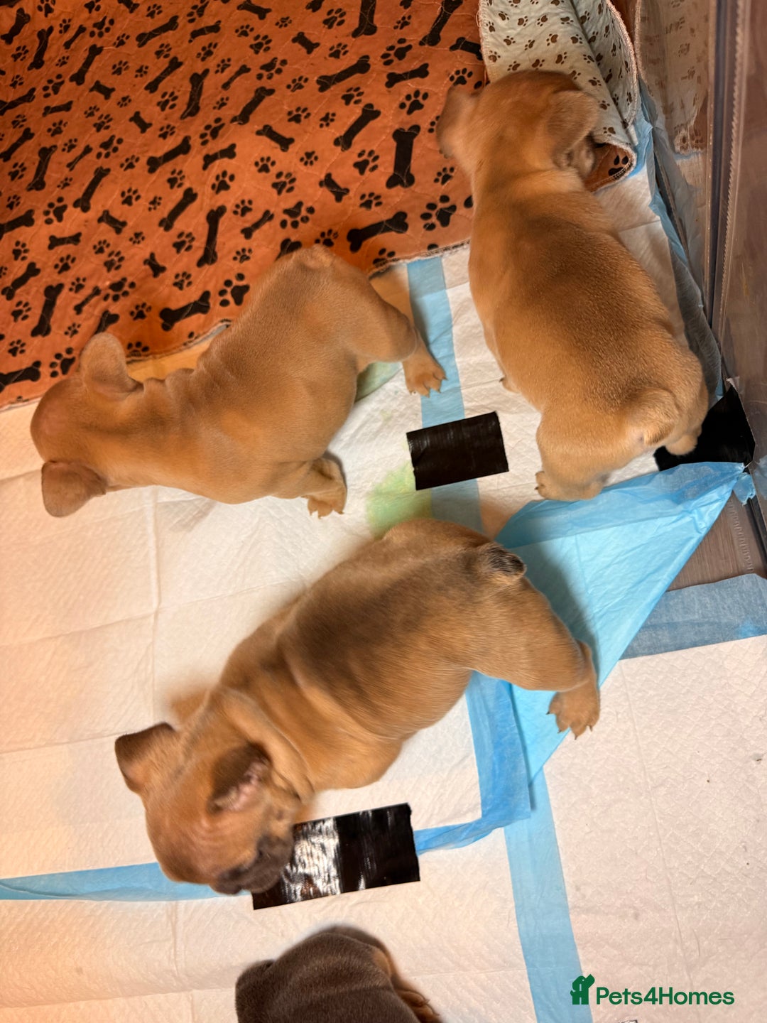 French Bulldog dogs for sale: French bulldog  - Advert 19