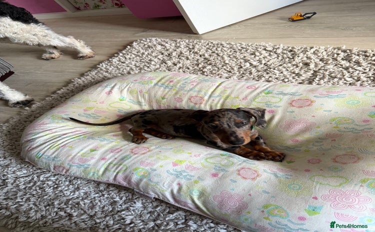 Miniature Dachshund dogs - Advert 6