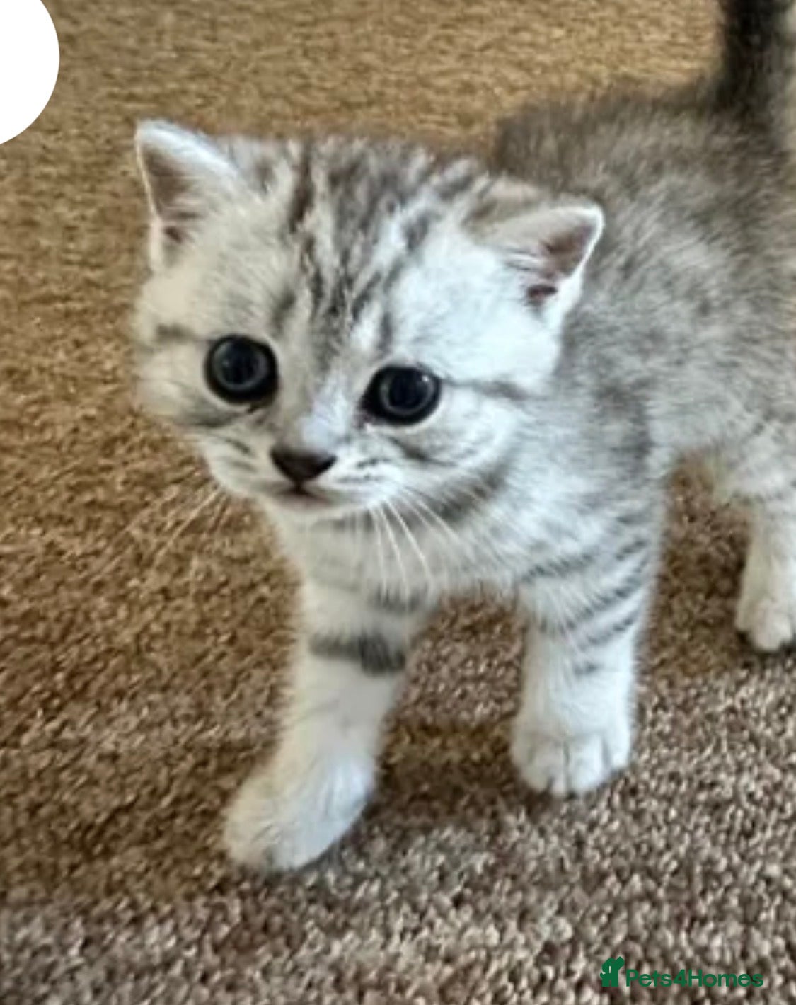 British Shorthair cats Boy and girl for sale British short hair - Advert 15