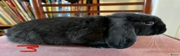 Mini Lop rabbits for sale: Lovely Mini Lop Babies - Advert 10