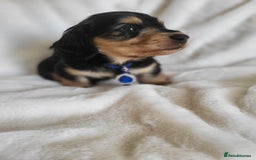 Miniature Dachshund dogs for sale: KC Black and Cream  long haired  - Image 11