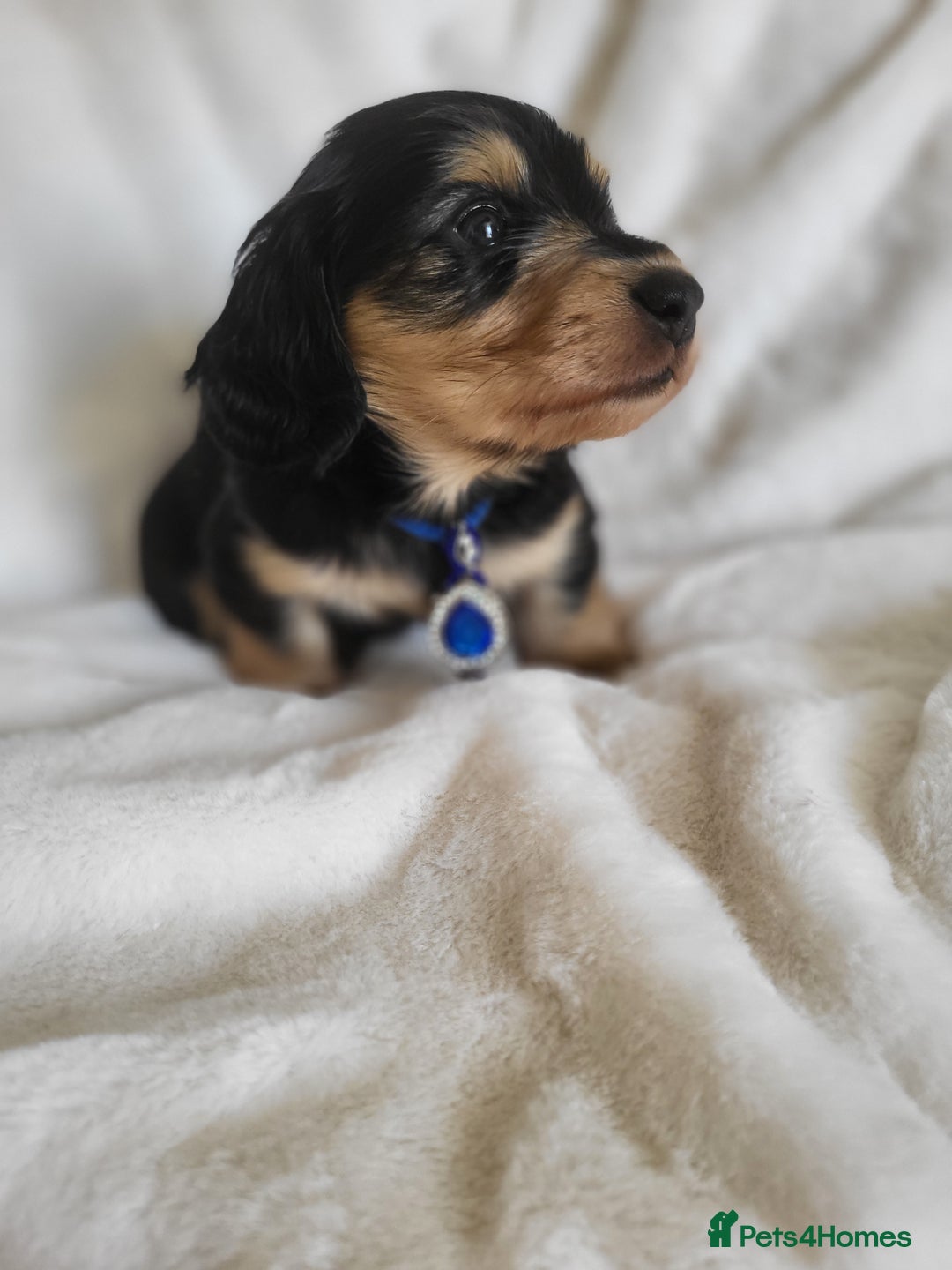 Miniature Dachshund dogs for sale: KC Black and Cream  long haired  - Image 11