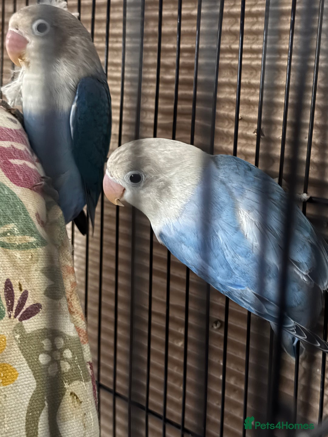 Lovebirds birds for sale: Pair of Lovebirds - Image 4