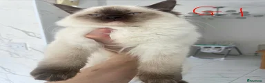 Ragdoll 1