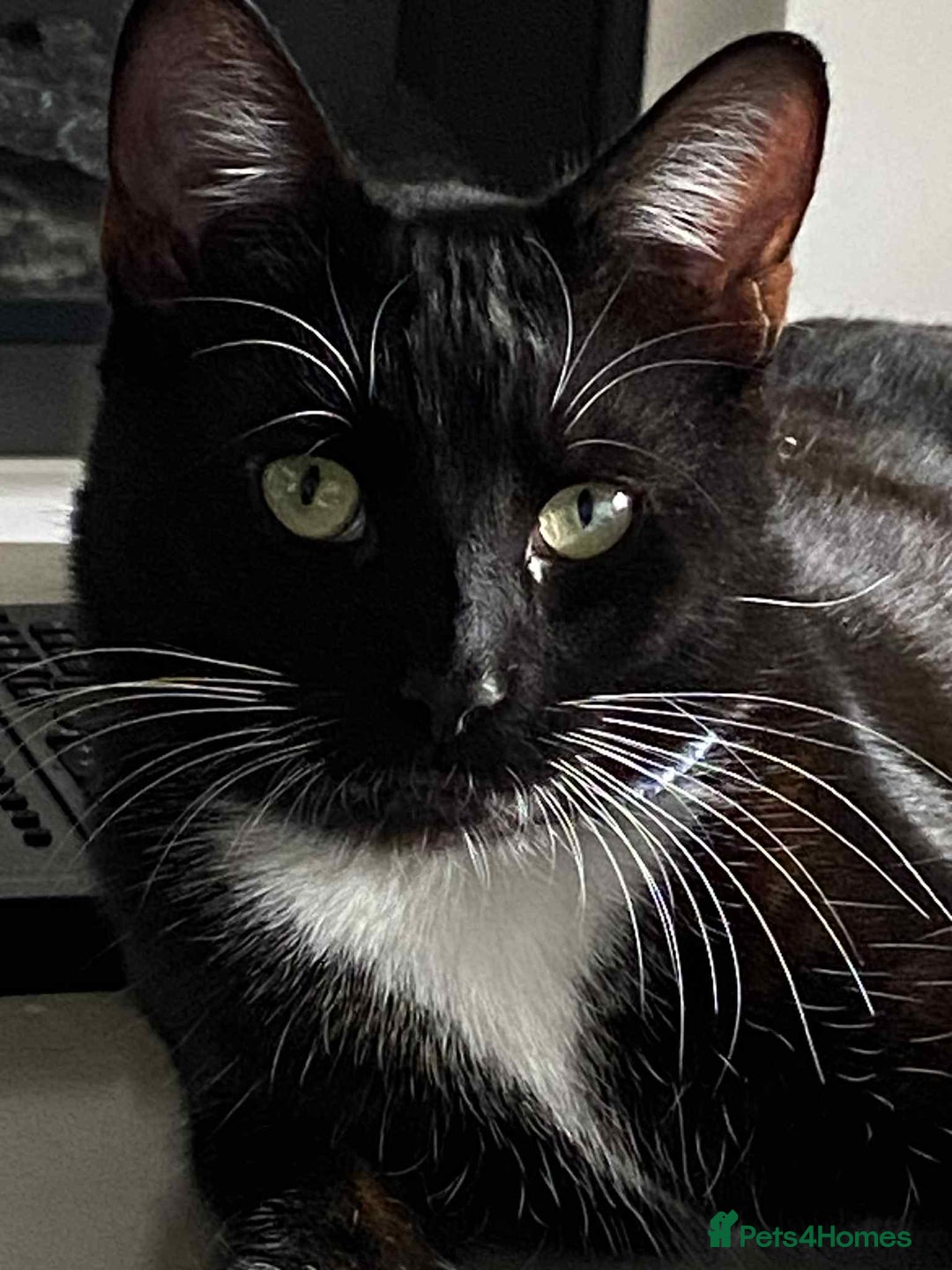 Bombay cats for sale: Two cats to Rehome - Advert 3