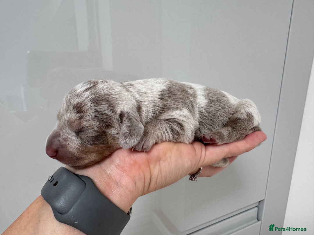 Miniature Dachshund dogs for sale: 🐾Stunning Miniature Dachshunds🐾🤩 - Image 11