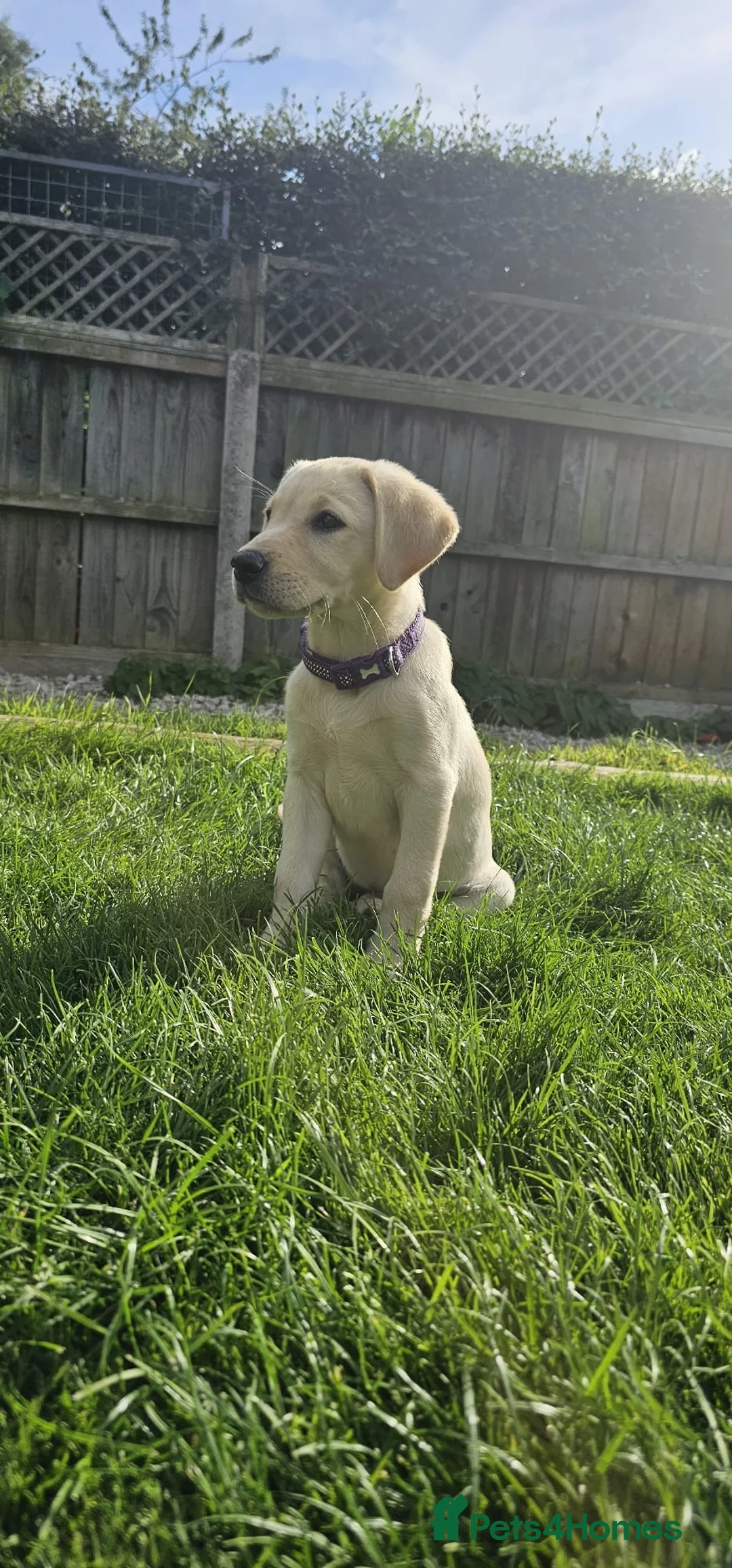 Labrador Retriever dogs for stud: Health Tested Working Labrador Retriever For Stud in Burton-on-Trent - Advert 19