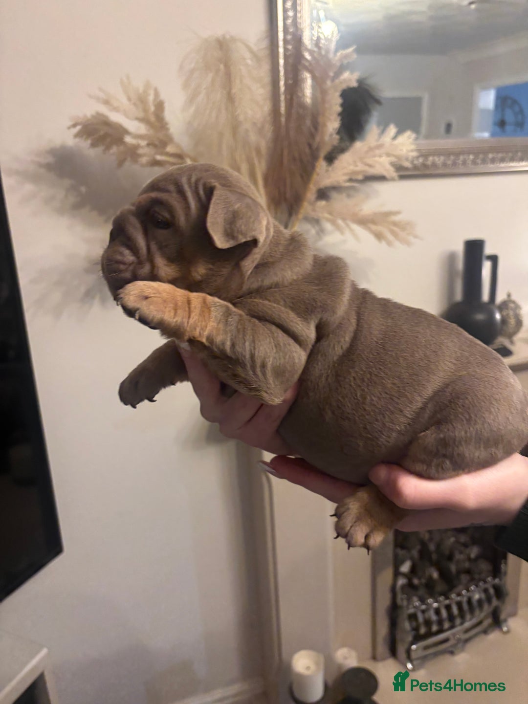 English Bulldog dogs for sale: Amazing quality British bulldog pups  - Advert 13