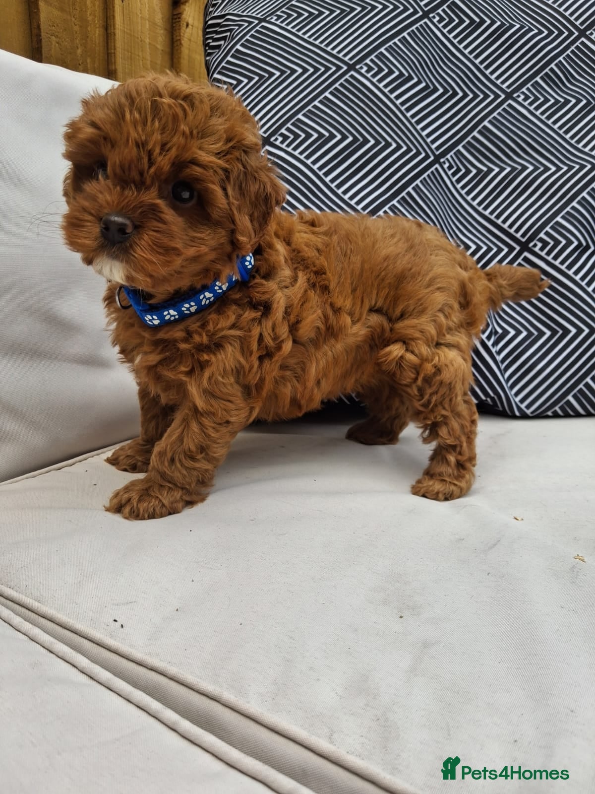 Cavapoo dogs Toy flb cavapoos x2 girls available  - Advert 1