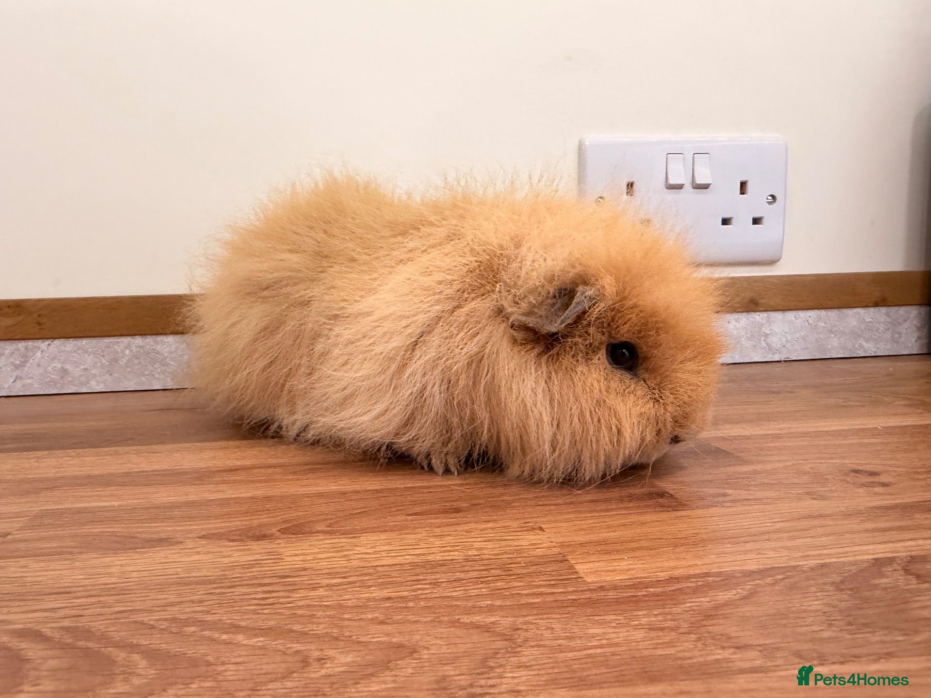 Guinea Pig rodents Swiss boar - Advert 8