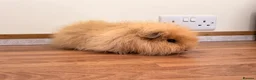 Guinea Pig rodents for sale: Swiss boar - Advert 1