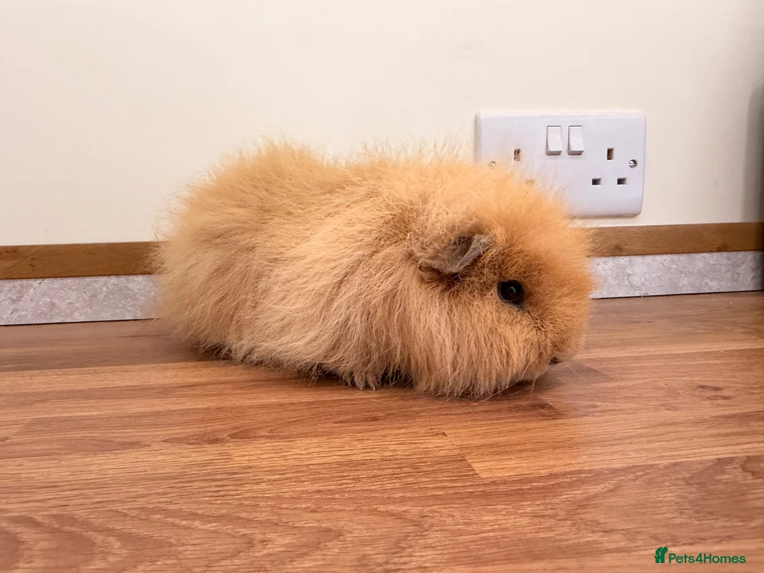 Guinea Pig rodents for sale: Swiss boar - Advert 1
