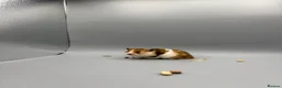 Hamster rodents for sale: Pedigree Syrian and dwarf hamsters - Advert 2