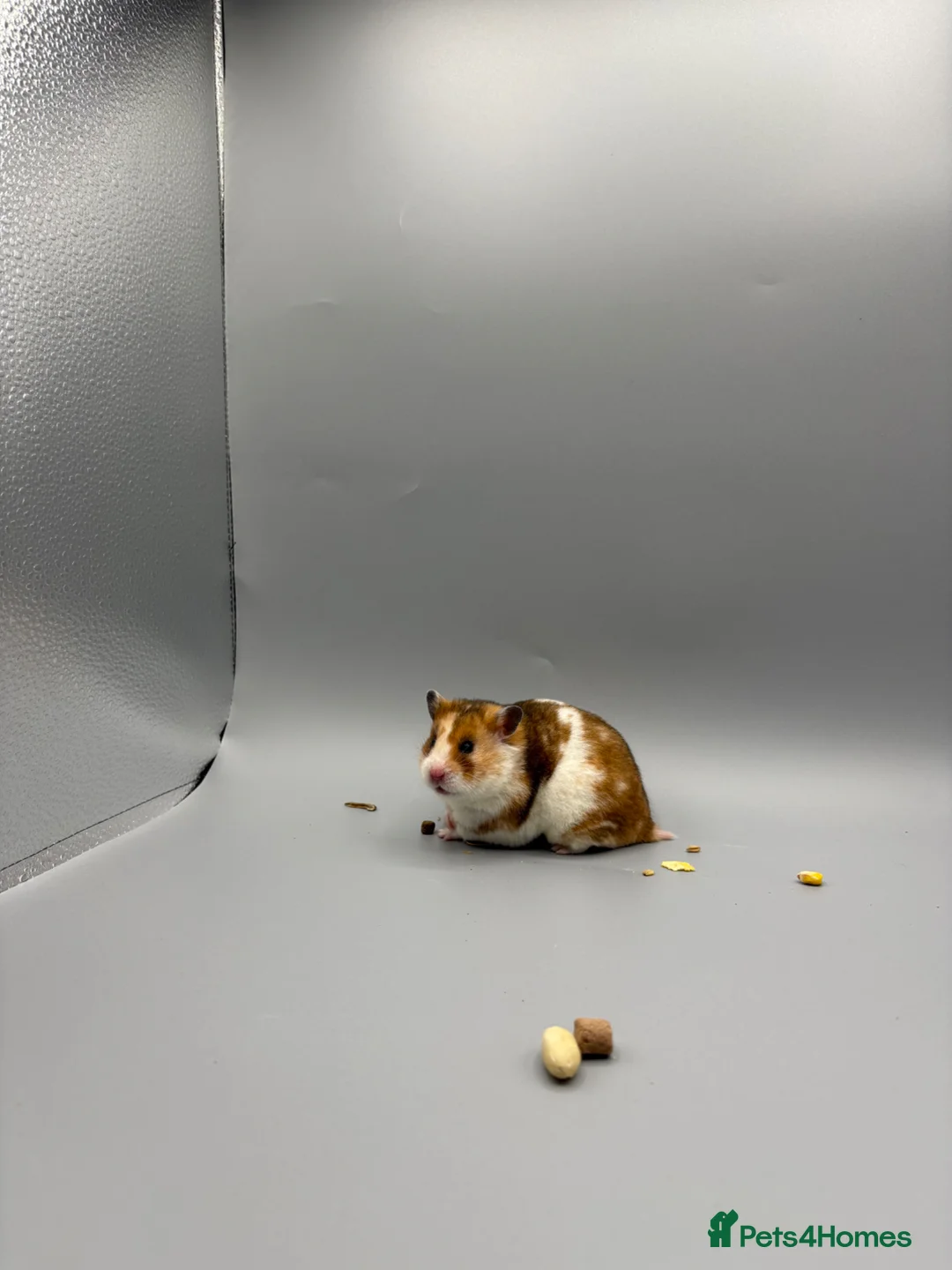 Hamster rodents for sale: Pedigree Syrian and dwarf hamsters - Advert 2