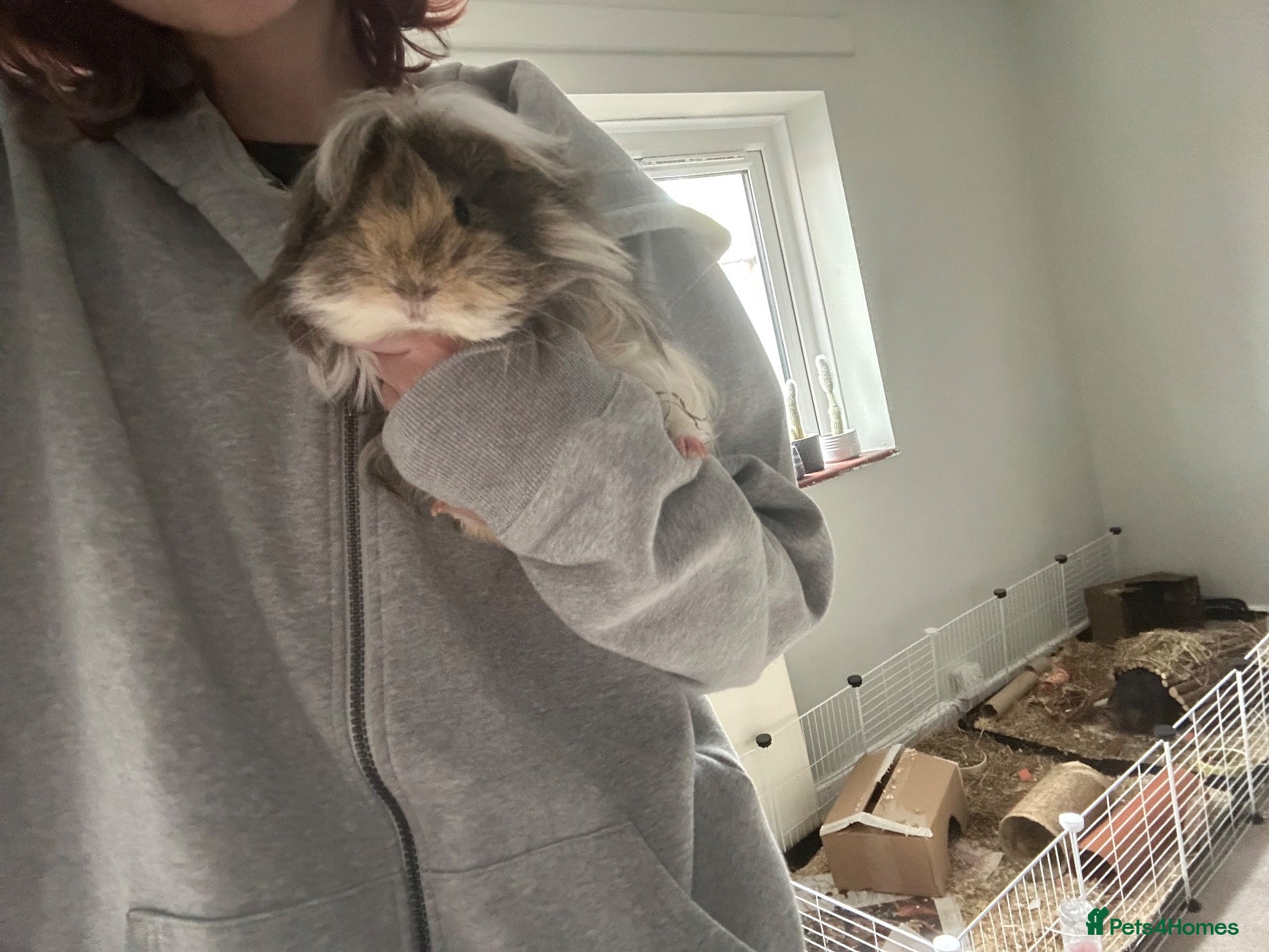 Guinea Pig rodents gorgeous Von neutered boy piggy - Advert 3