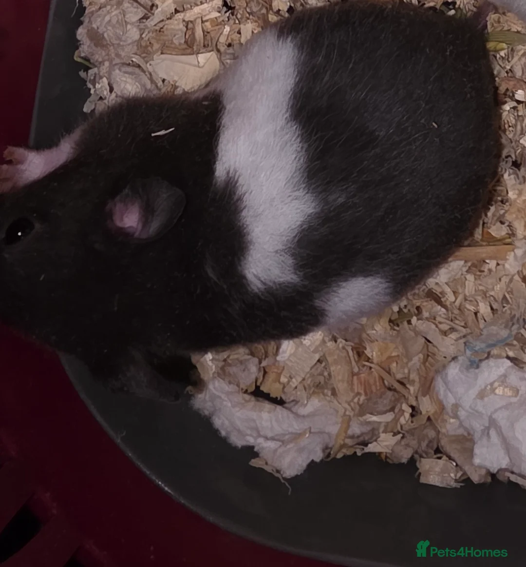 Hamster rodents for sale: Female / Girl Hamster Syrian - Advert 2